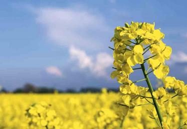 L'intervention du président de la République sur la souveraineté alimentaire (...) fait que le plan protéines végétales prendra un peu plus d'ampleur dès la première année.