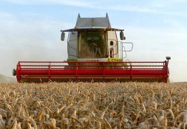En blé, il a été relevé des rendements supérieurs à 130 qx/ha et, à l’inverse, des parcelles plus décevantes avec des rendements avoisinant les 80 qx/ha.