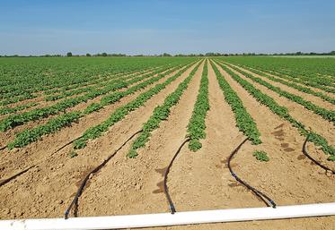 Avec la micro-irrigation, la végétation reste sèche et les maladies fongiques sont moins présentes.
