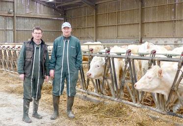 Nicolas et Sébastien Carouge viennent de s'engager dans la filière Prim'herbe de Carrefour pour leur charolaises. Le cahier des charges implique, entre autres, une alimentation sans OGM.