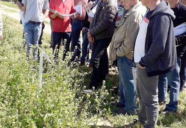 Visite des essais Cipan et intercultures mise en place sur la plateforme d’essais.