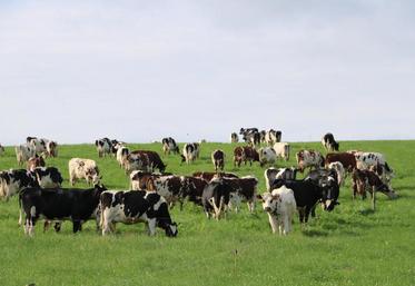 Le projet Life Carbon Dairy a permis de mettre en avant les contributions positives des élevages pour montrer 
leurs atouts.