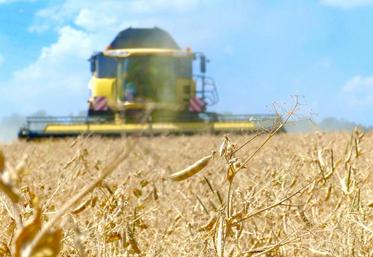 Terres Inovia annonce «plusieurs inscriptions de variétés de pois d’hiver et de printemps pour 2021 et au moins jusqu’en 2023, avec une amélioration en rendement et en teneur en protéines.»