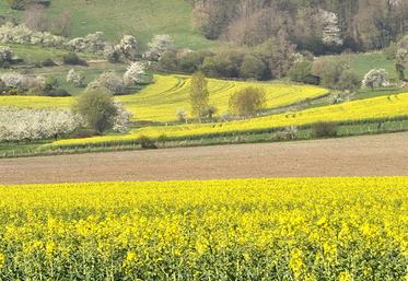 Parcelles au stade G1, stade idéal pour positionner le traitement unique.