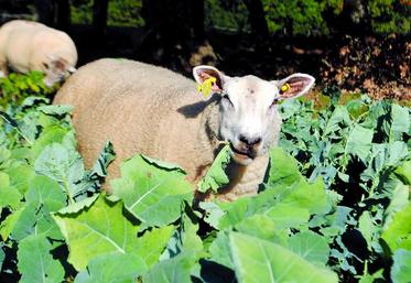Un hectare de colza alimente 30 brebis en lutte pendant un mois.