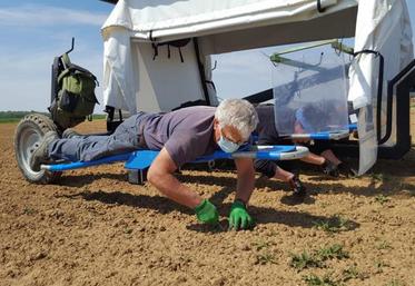 Pour réduire la pénibilité du travail, certains producteurs investissent dans un bed weeder, qui permet de désherber en position allongée.
