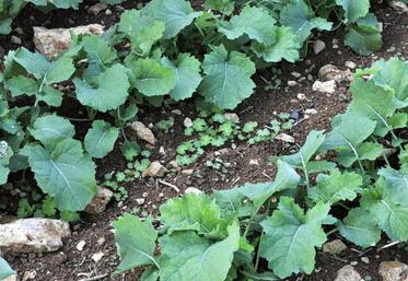 Mozzar affiche de très belles performances sur géraniums. 