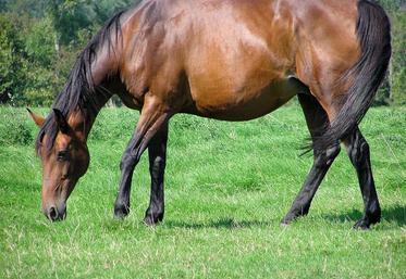 En équins, il existe encore peu d’outils de pilotage du pâturage et du parasitisme. Le programme équi-pâture devrait y remédier.