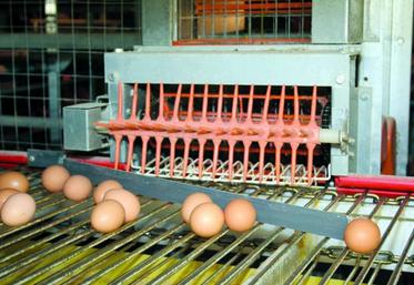 L'année 2013 s'annonce sous forte pression pour les producteurs d'œufs.