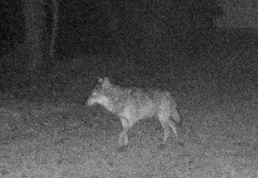 En Seine-Maritime, l'animal pris en photo début avril est bien un loup. A-t-il pu "migrer" jusque dans la Somme et y commettre des méfaits ?