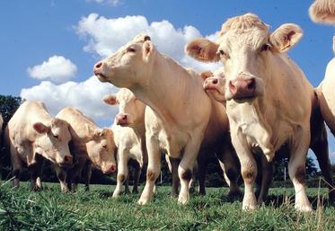 L’autonomie alimentaire passe en premier lieu par une augmentation du temps de pâturage... lorsque cela est possible.