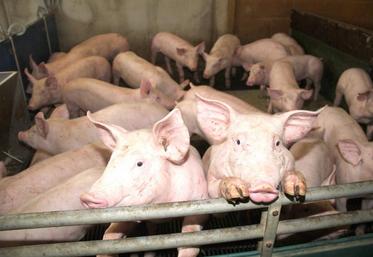 Avec 576 1000 porcins et une production de 1,1 million de porcs en 2017 (soit 4,3 % de la production nationale), les Hauts-de-France représentent la cinquième région française productrice de porcs.