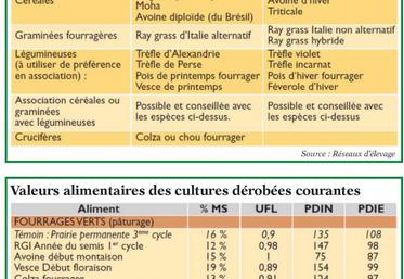 Privilégiez les associations graminées - légumineuses, ici avoine et vesce.