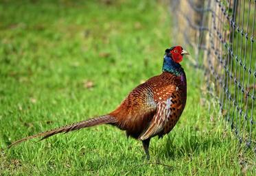 Les oiseaux élevés pour la chasse sont actuellement eux aussi en confinement dans les volières de ceux qui les élèvent.