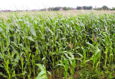 La fécondité a été bonne à très bonne et le rendement moyen devrait s’établir à 100 quintaux secs voire plus.