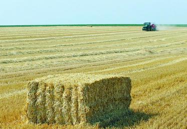 La qualité de la récolte 2015 autorise tous les espoirs et pourtant les céréaliers craignent pour leurs revenus.