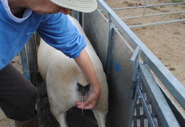 Avec cette méthode, la majorité des brebis met bas en trois ou quatre jours.