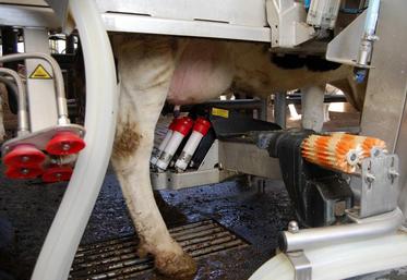 La moitié des agriculteurs français qui s’installent en élevage laitier achètent un robot de traite.