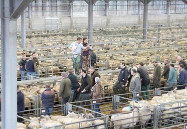 Vente aux enchères de brebis au marché d’Ashford (Kent).