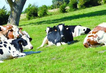 Sur les 800 demandes déposées, 67 % proviennent d’ éleveurs de bovins lait, 15 % d’éleveurs en bovins viande et 3 % en autres élevages.