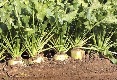 La CGB assure que, «sur les betteraves, les néonicotinoïdes n’ont pas de conséquence négative sur l’ensemble des pollinisateurs, ni sur le reste de la faune.