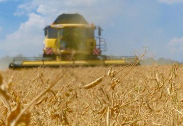 Pois et féveroles n’ont pas souffert de baisse de rendement, bien au contraire, mais d’une diminution des surfaces de l’ordre de 11 %.