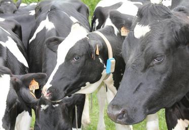 Les prix moyens du lait à la ferme dans l’UE s’améliorent depuis cinq mois, atteignant 35,8 cts/kg en octobre, soit 3,7 % de plus que la moyenne quinquennale.