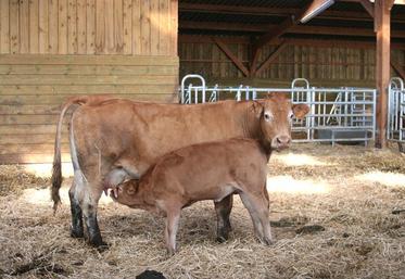 Pour Nicolas Lucas, vétérinaire, «une alimentation équilibrée et un bon environnement sont la base pour assurer 
l'équilibre immunitaire du veau».