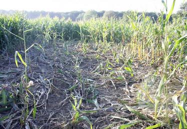 En raison de la sécheresse, les sangliers ont tendance à chercher de la fraîcheur dans les champs de maïs, saccageant, au passage, les futures récoltes.