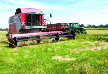 Pour l’instant, 2019 est une bonne année pour les semences fourragères. Reste à confirmer avec la récolte du trèfle violet qui représente, tout de même, un peu plus de 40 % des surfaces des semences fourragères en ex-Picardie.
