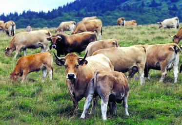 Après avoir failli disparaître, la race Aubrac voit ses effectifs augmenter tous les ans.