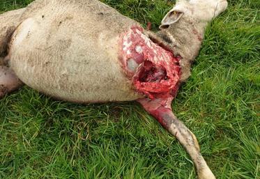 Les images des cadavres retrouvés par l'éleveur d'Argoules sont difficilement soutenables.