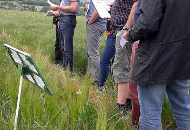 Après le point technique sur les ravageurs en salle, visite des essais désherbage ray-grass au champ.