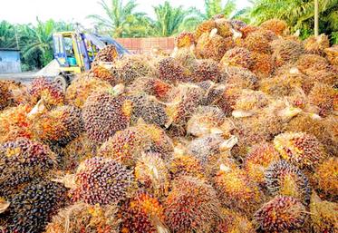 Depuis plusieurs années, l’huile de palme est utilisée de manière croissante dans les carburants avec, pour conséquence, une extension des plantations 
de palmiers à huile qui concourt à la déforestation dans les pays du Sud.