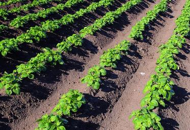 Le comité Nord ambitionne d'augmente de 20% sa production de plants d'ici 2015.