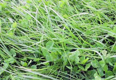 La fétuque élevée dispose désormais d’un feuillage souple plus facile à pâturer.