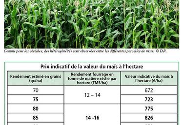 Comme pour les céréales, des hétérogénéités sont observées entre les différentes parcelles de maïs.