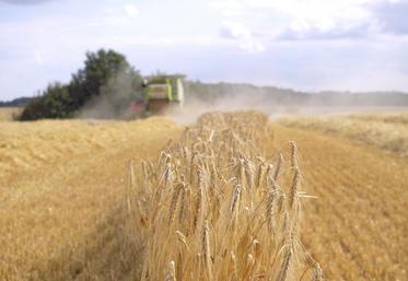 Les résultats en escourgeon sont plutôt bons, mais il y a de grosses disparités, car certaines parcelles sont à 60 qx/ha alors que d’autres atteignent les 100 qx/ha».