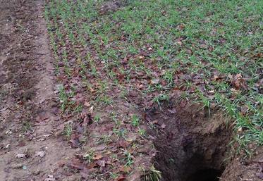 Galerie creusée par le blaireau dans une parcelle de blé.