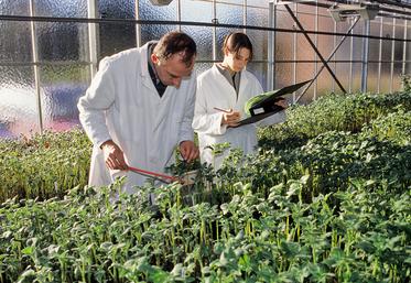 Une grande partie du travail de sélection se fait à la main, d’où le besoin énorme en technicien spécialisé.