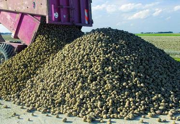 Le rendement moyen pourrait atteindre 57 T par hectare à 17% de richesse.