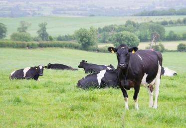 L’herbe fait la force de l’agriculture irlandaise.