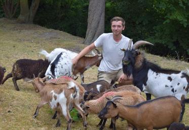 Pas meilleures «tondeuses» que les chèvres de Pierre Bellavoine pour entretenir les espaces naturels en préservant leur biodiversité.
