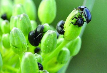 Méligèthes sur boutons floraux.