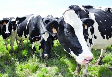 Pour augmenter la production, la solution retenue est d’intensifier la conduite du troupeau.