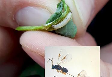 Cette larve d’altise est condamnée, elle présente une tache noire, signe de parasitisme par une micro-guêpe parasitoïde.