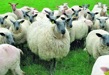 Un système cohérent avec le milieu permet de limiter sa dépendance aux achats de concentrés.
