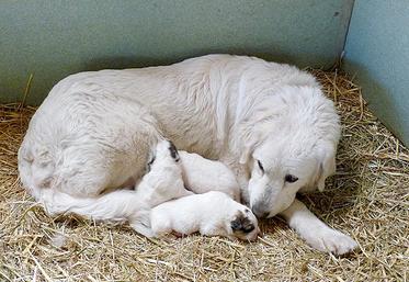 Il est important de prendre un chiot issu de parents reconnus pour leurs aptitudes à la protection des troupeaux.