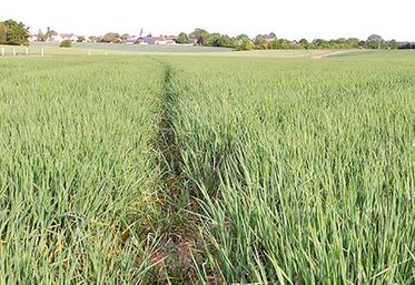 Dix variétés ont été comparées aux variétés préférées des malteurs et brasseurs de France les plus cultivées.