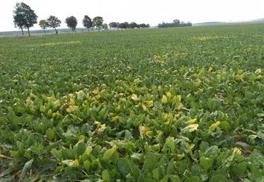 Présence de jaunisse dans une parcelle de betteraves.